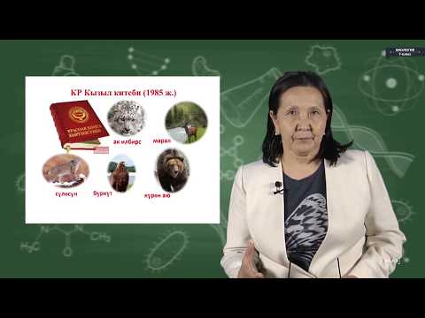 Видео: Биология - 7 класс - Сүт эмүүчүлөрдүн көп түрдүүлүгү (классификациясы)