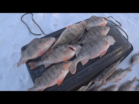 Видео: Жезказганские трофейные окуня на супер мормышку самоделку. Кенгирское водохранилище.