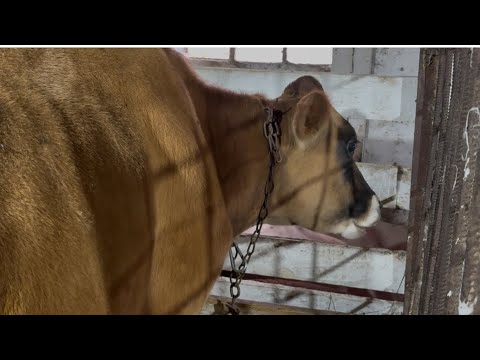 Видео: КУПИЛ КОРОВУ ДЖЕРСИ 🐂 и ОВЕЦ ЛАКОН🐏🐑