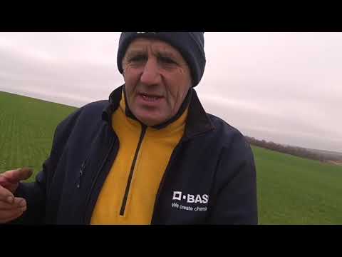 Видео: Озимая пшеница пожелтела! Ранний срок сева, азот, влага, клещ???Не переживаем раньше времени.