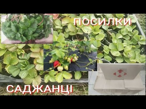 Видео: Полуниця на замовлення Олександра, Гігантела, Крістіна  Розпаковка нових сортів