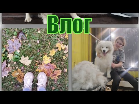 Видео: Гуляем по лесу с Хартом.🐕‍🦺 Моя работа