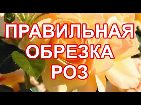 Видео: РОЗЫ. ПРАВИЛЬНАЯ ВЕСЕННЯЯ ОБРЕЗКА РОЗ.