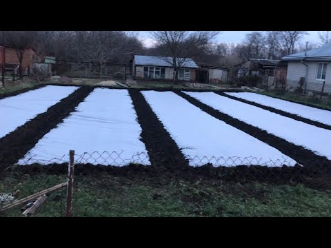 Видео: РАННЯЯ ПОСАДКА ГОРОХА