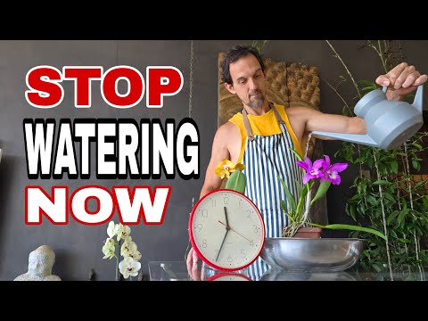 Видео: Как часто следует поливать орхидеи? Простое руководство