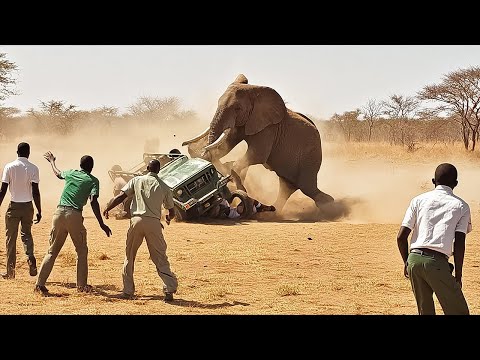 Видео: 100 Невероятных Случаев на Сафари, Снятых на Камеру
