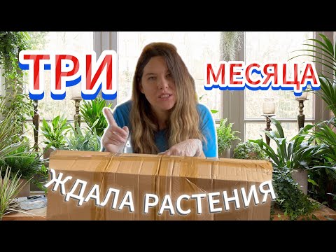 Видео: Распаковка большой посылки с растениями/Ожидания и реальность.