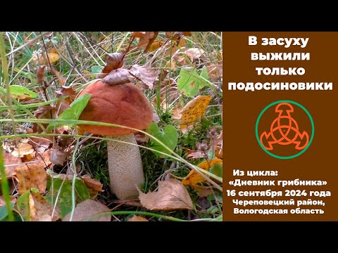Видео: В засуху выжили только подосиновики. Дневник грибника 16 сентября 2024 года.