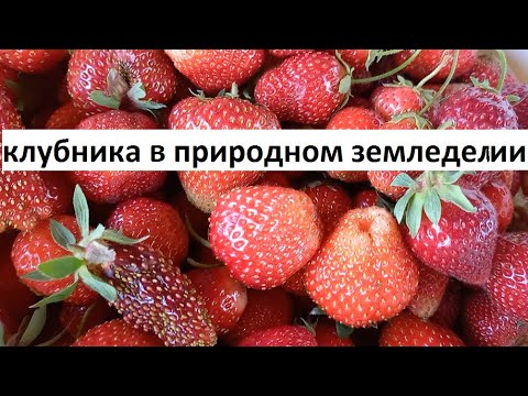 Видео: Клубника в природном земледелии.