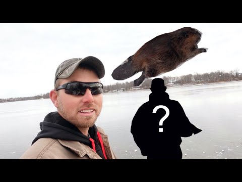 Видео: Этот парень ловит сотни бобров в год (вот как он это делает)