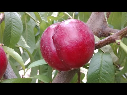 Видео: Новинка! Нектарин Конквіт (Конквет). Nectarine Conquete. Пізній і солодкий. Перші плоди. Максі Сад.