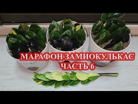 Видео: МАРАФОН ЗАМИОКУЛЬКАС - укореняем новым способом, чтобы на 1 листе было 2-3 клубня