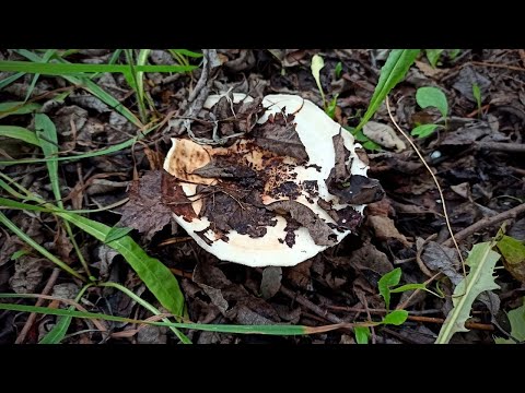 Видео: Груздь осиновый. Быстрый сбор и рецепт посола | Лесные Прогулки