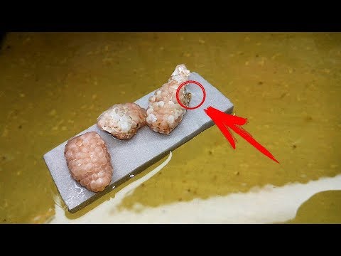 Видео: Началось. Та самая икра