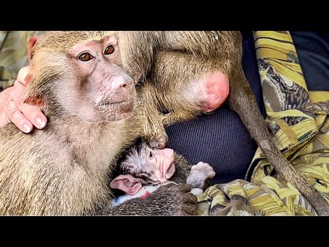 Видео: СМОТРИМ ВСЕ! Люська не подпускает никого к Анфисе, ей не нужен даже папа!