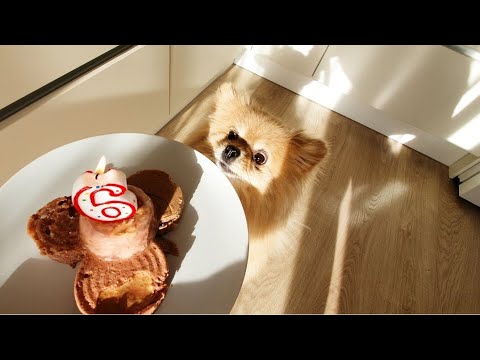 Видео: День Рождения Басеньки! Шесть лет!