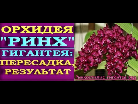 Видео: КАК я ПОСАДИЛА ринх:РЕЗУЛЬТАТ.Орхидея Rhynchostylis gigantea red (Ринхостилис гигантея ред).