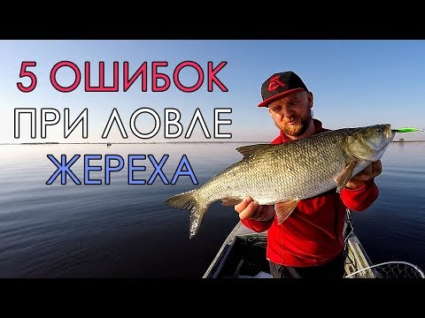 Видео: 5 ОШИБОК ПРИ ЛОВЛЕ ЖЕРЕХА НА СПИННИНГ! Советы эксперта