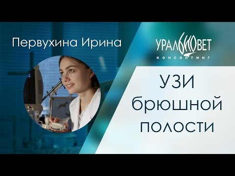 Видео: УЗИ брюшной полости. Первухина Ирина #убвк_инструментальная_диагностика