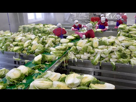 Видео: Потрясающая корейская фабрика по производству кимчи, которая массово производит 900 тонн кимчи