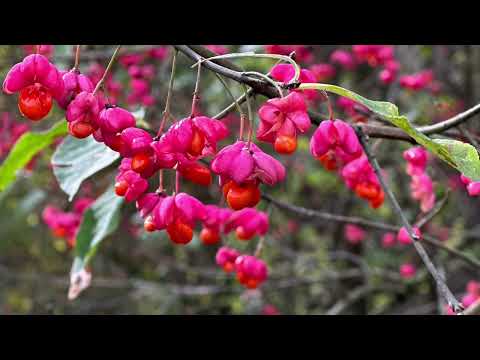 Видео: Звички, яких уникають щасливі люди. Як бути щасливим. Щастя. Щасливі люди, що вони для цього роблять