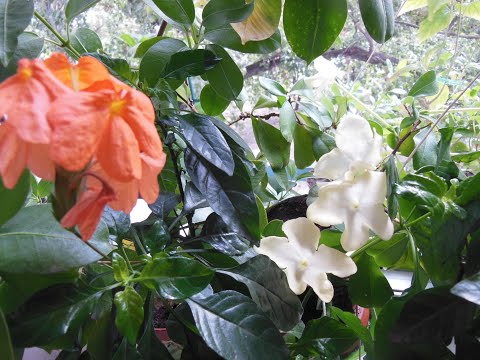 Видео: Комнатные растения. Что цветет в квартире в октябре. Неизвестная новинка.