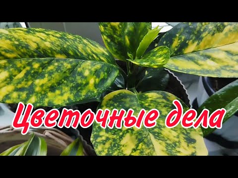 Видео: 🌿Новинка за 200 р/Растения на фитиле/Корни Адениума🌿