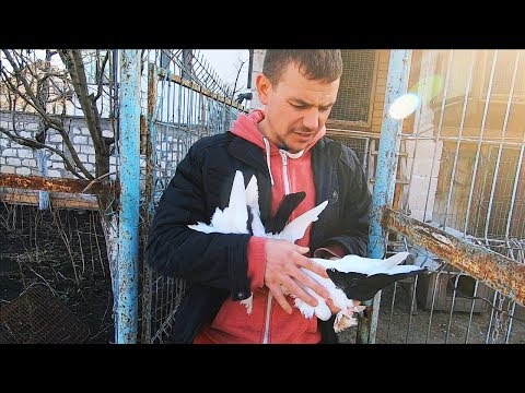 Видео: Мишаня в Гостях l Это не голуби ! Это Идеальные Голуби l
