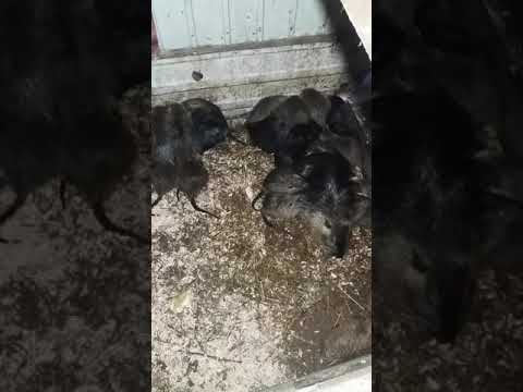 Видео: Выгодные ли нутрии, почему не держу больше