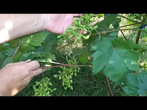 Видео: Нас выручает пасынковый урожай.