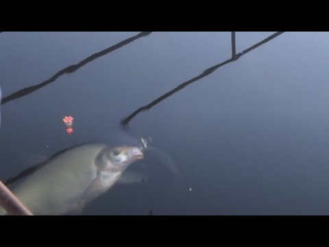 Видео: отличный клев  десногорского леща...