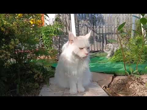 Видео: На даче 🌹 21 августа 2025 г.