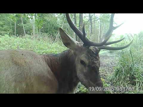 Видео: Как ведут себя олени на грязевой купальне
