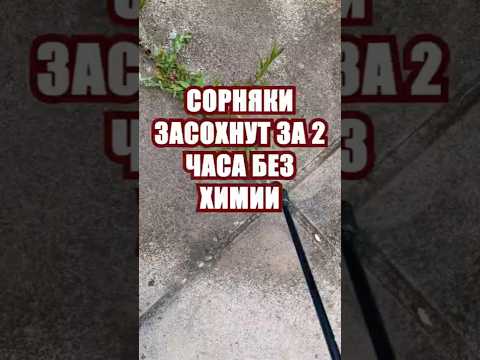 Видео: Сорняки засохнут за 2 часа без химии и без прополки. Лучшее действенное средство #огород #сад #дача