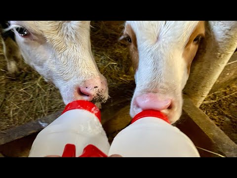 Видео: Выпаиваем бычков. От 10 дней до 1 месяца. 7 сезон.