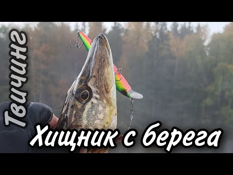 Видео: ЩУКА С БЕРЕГА! Рыбалка на щуку осенью. Рыбалка на хищника с берега. Твичинг. Кастинг.