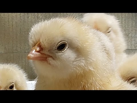 Видео: ПОНОС У ЦЫПЛЯТ -  БЫСТРОЕ ЛЕЧЕНИЕ !