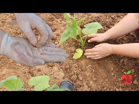 Видео: Вы сеете огурцы или сажаете рассаду? Не заблуждайтесь – я так делаю!