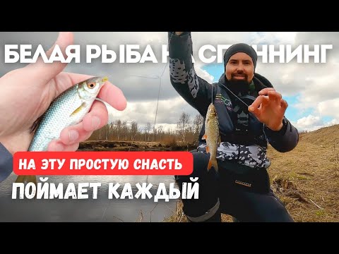 Видео: НА ЭТУ СНАСТЬ ПОЙМАЕТ КАЖДЫЙ. Белая рыба на спиннинг.