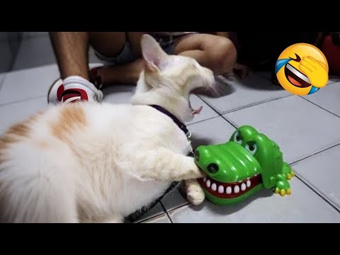 Видео: Готовьтесь к неудержимому смеху с этими забавными животными! 😂
