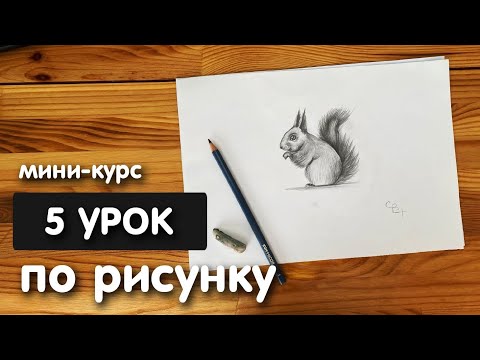 Видео: Рисунок простым карандашом для начинающих | Урок 5 | Белка