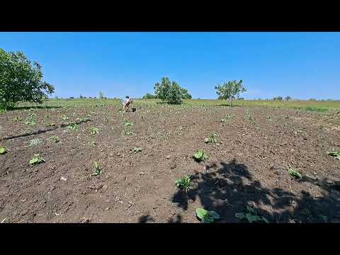 Видео: Вот теперь всё! или как сбежать из огорода
