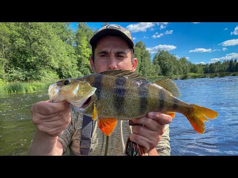 Видео: ТРОФЕЙНЫЙ ОКУНЬ жаркого голавлиного июля, первое знакомство с Yamaga blanks Lupus 71.