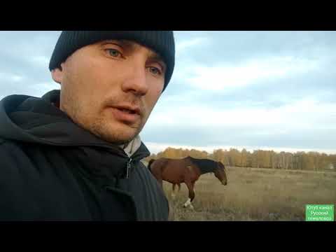 Видео: Как сформировать первоначальный табун и не пролететь.