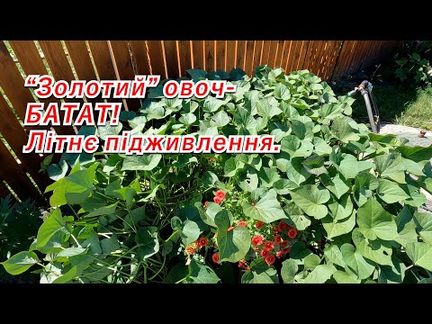 Видео: Вирощування батату влітку- чим підживити для нарощування врожаю.