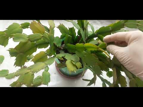 Видео: Обрезка декабриста.Обновление цветка.Декабрист сильно оброс, или не цветёт.