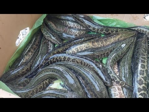 Видео: 160 грамли илон балиқ личинкалари сотувда