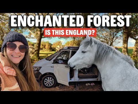 Видео: Нью-Форест – это прямиком из СКАЗКИ!!!