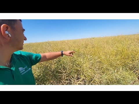 Видео: Удивил рапс с междурядием 70см. NO-TILL .HORSCH MAESTRO 8DV