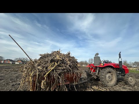 Видео: Прибираю на огороді. Нарешті до молоти сою. 